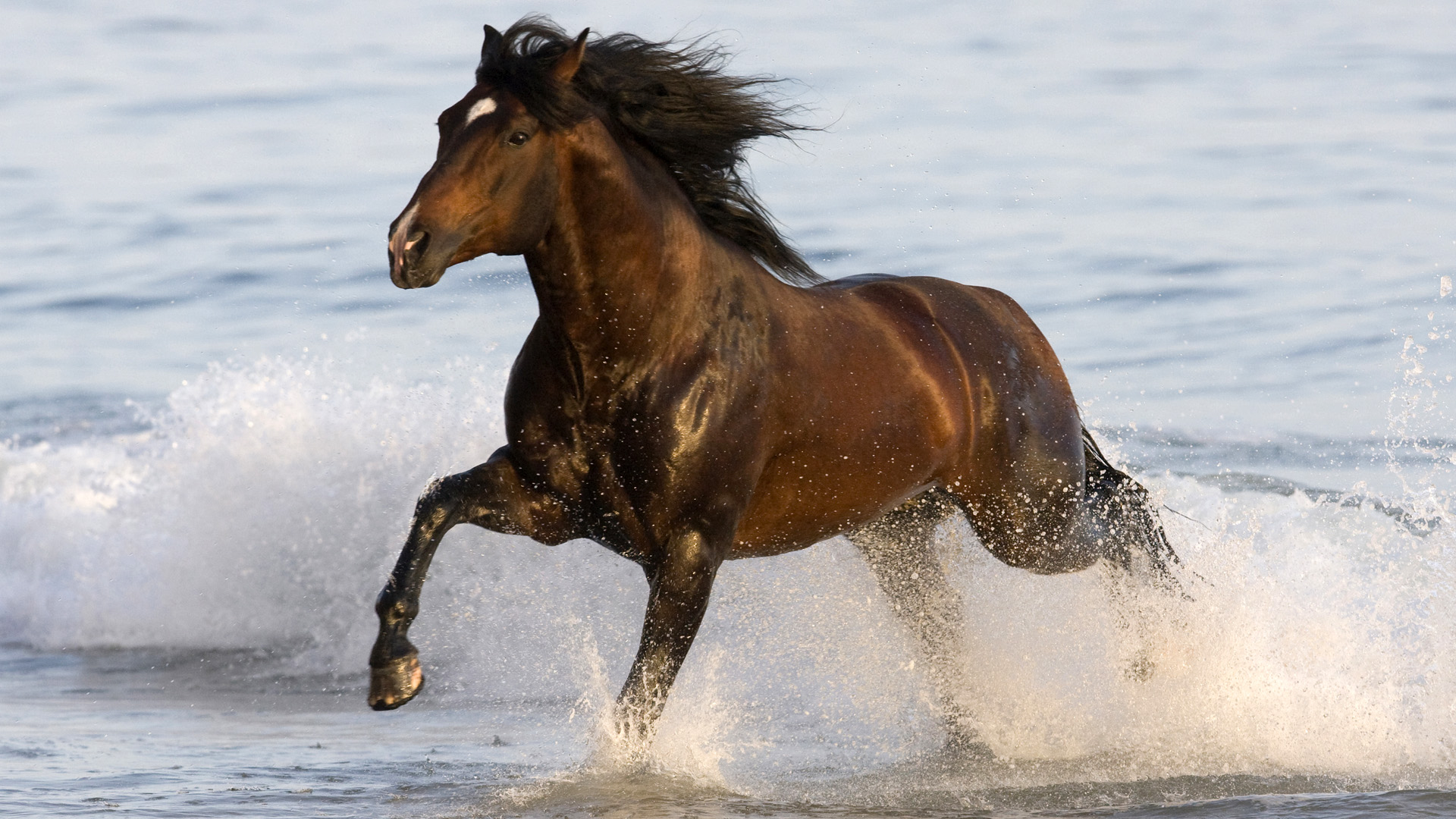 Horse In Water   Best Animal Wallpapers