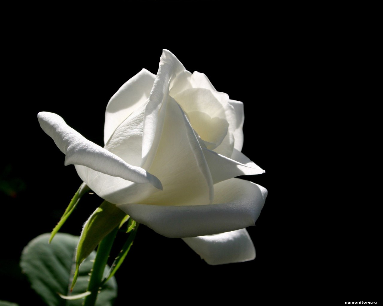 The White Rose On A Black Background Flowers Roses