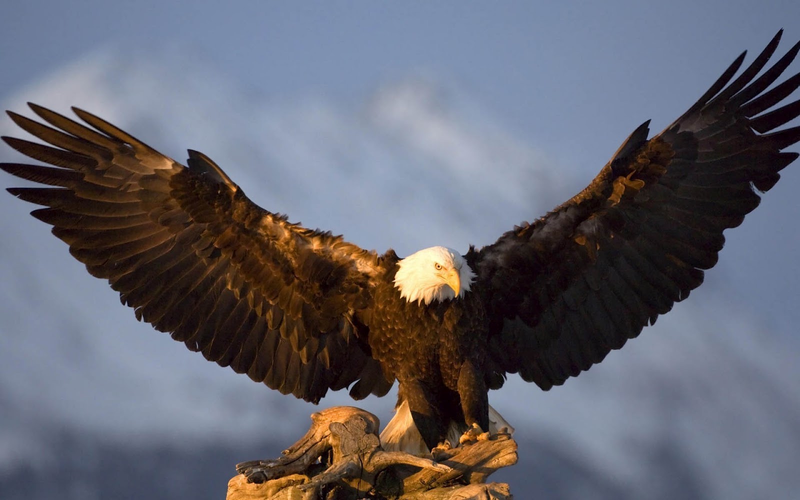Wallpaper With A Big Eagle Spreading His Wings HD