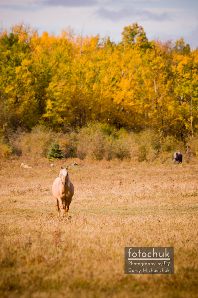 Horse In An Autumn Field Photography By Darcy Michaelchuk