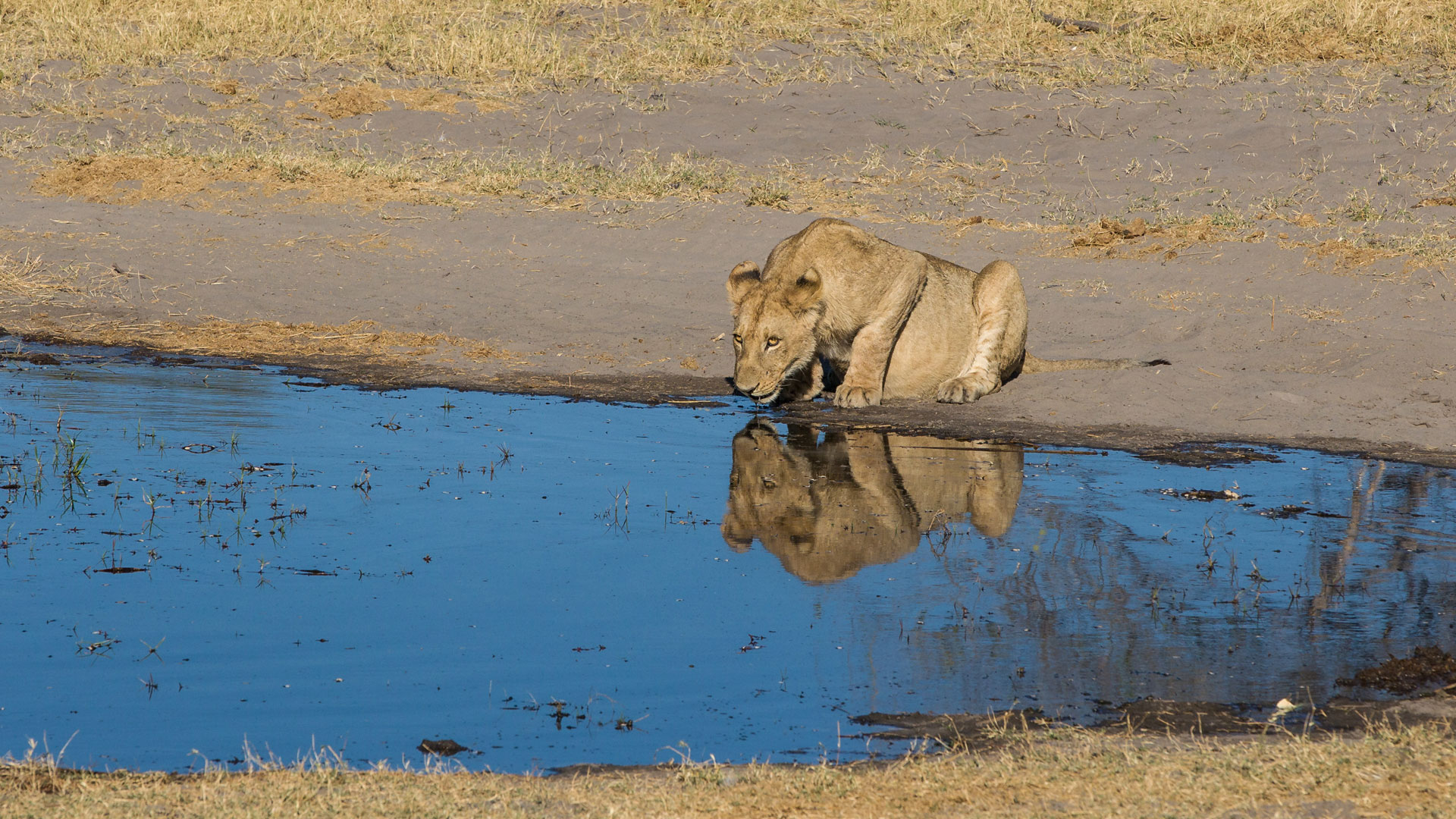 Botswana Safari Parks Attractions Natural World Safaris