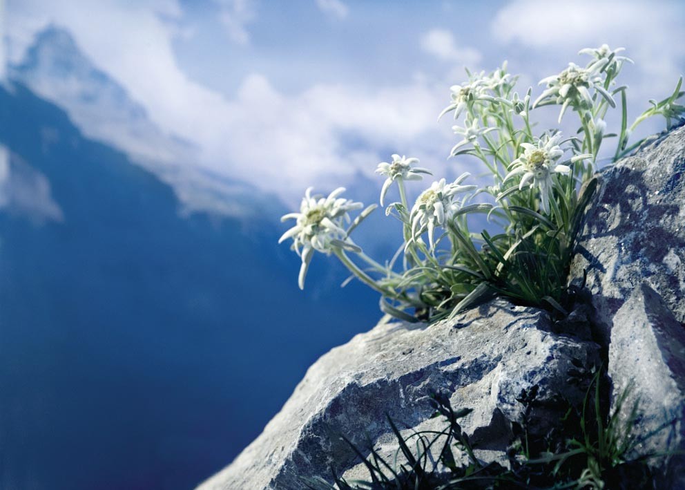 Awesome Edelweiss Wall Paper Wallpaper