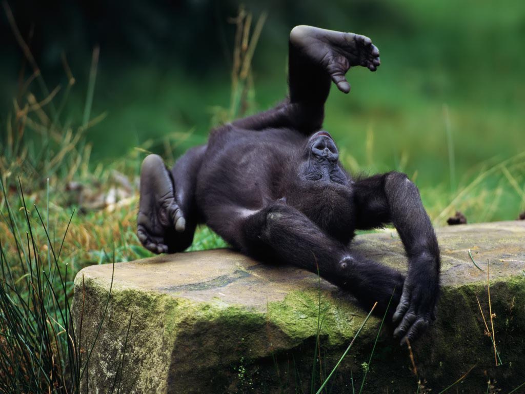 Orangutan Baby Monkey S Background Wallpaper