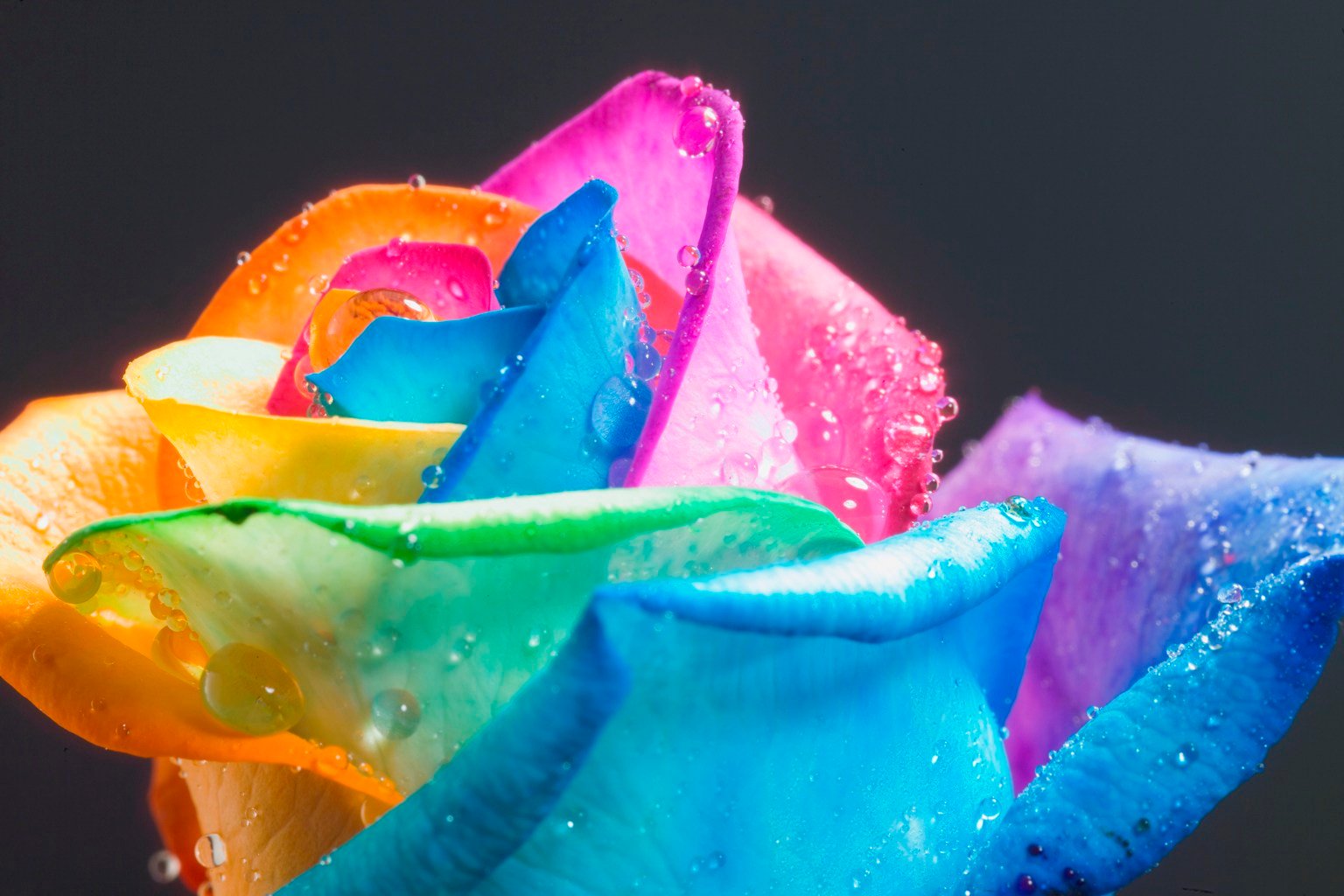 Rainbow Roses   MultiColoredRosescom