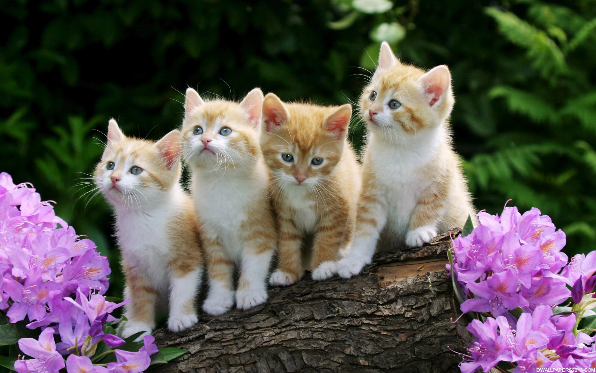 Free download Cute Kitten Desktop Wallpaper High Definition ...