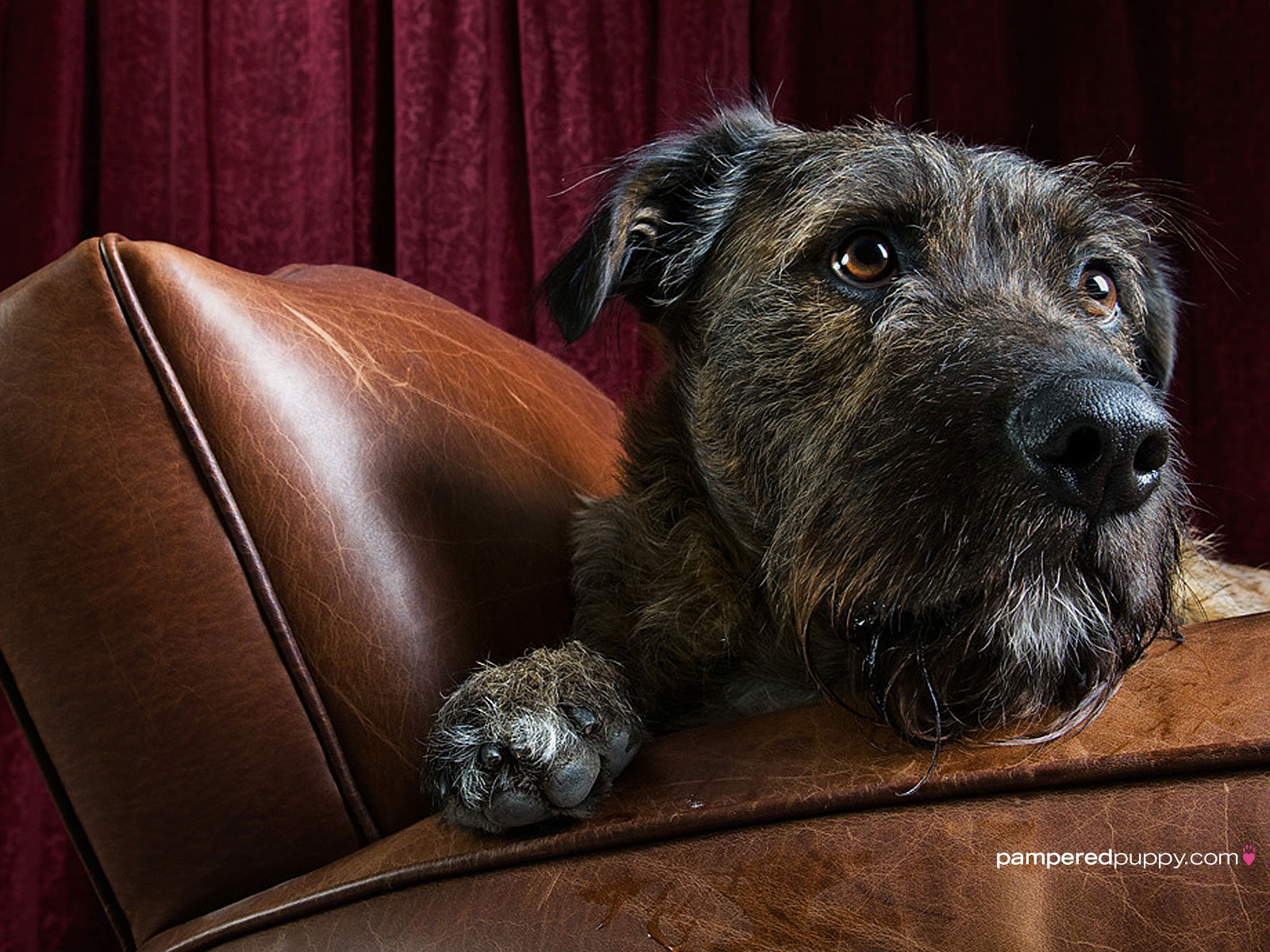 Irish Wolfhound On Chair Doggy Desktops