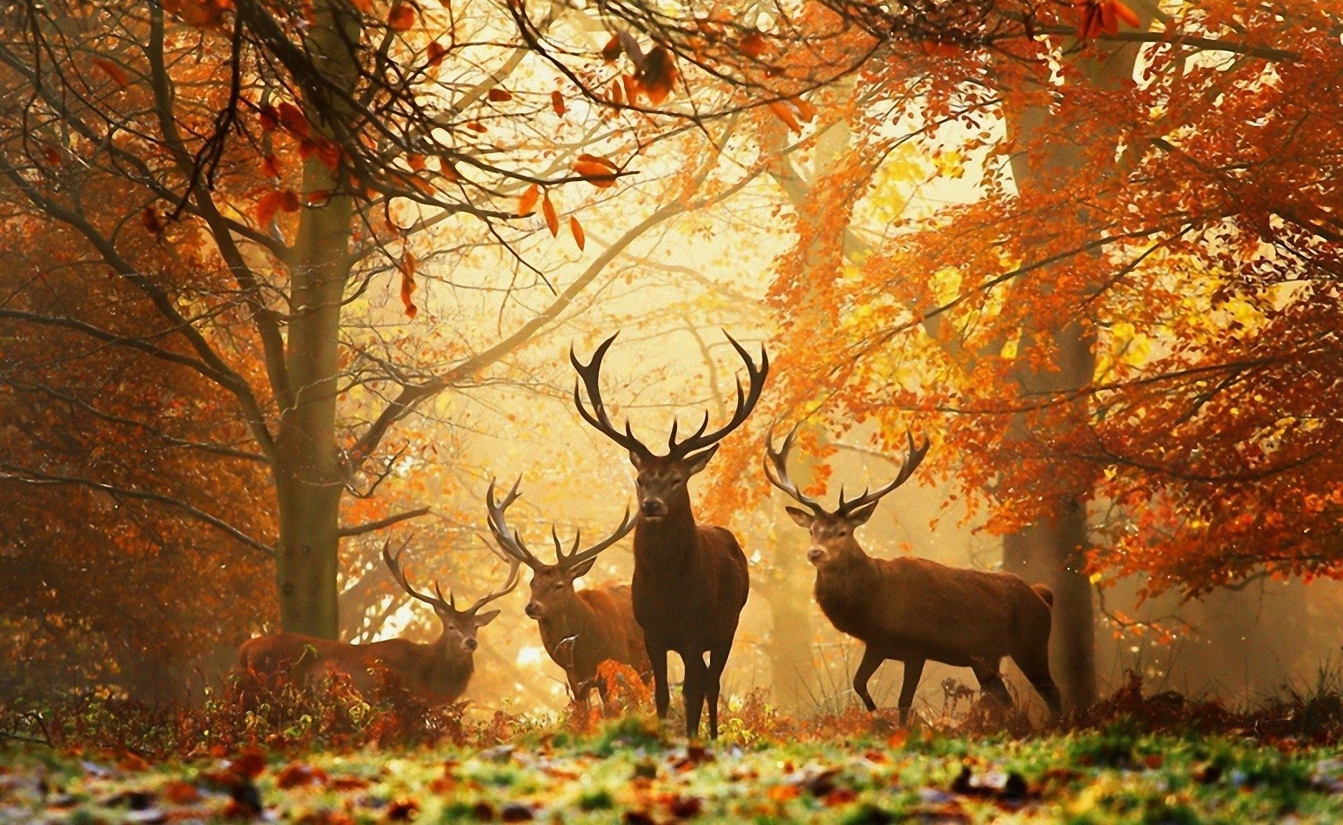 Deer HD Wallpaper Background Image