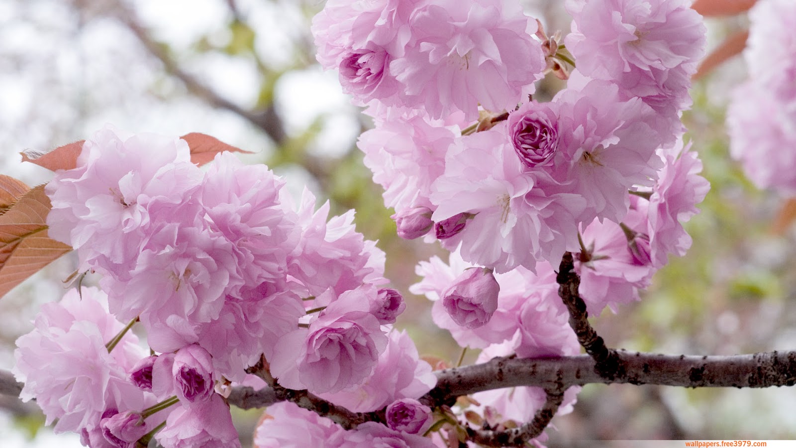 Wallpaper Cherry Blossoms Trees