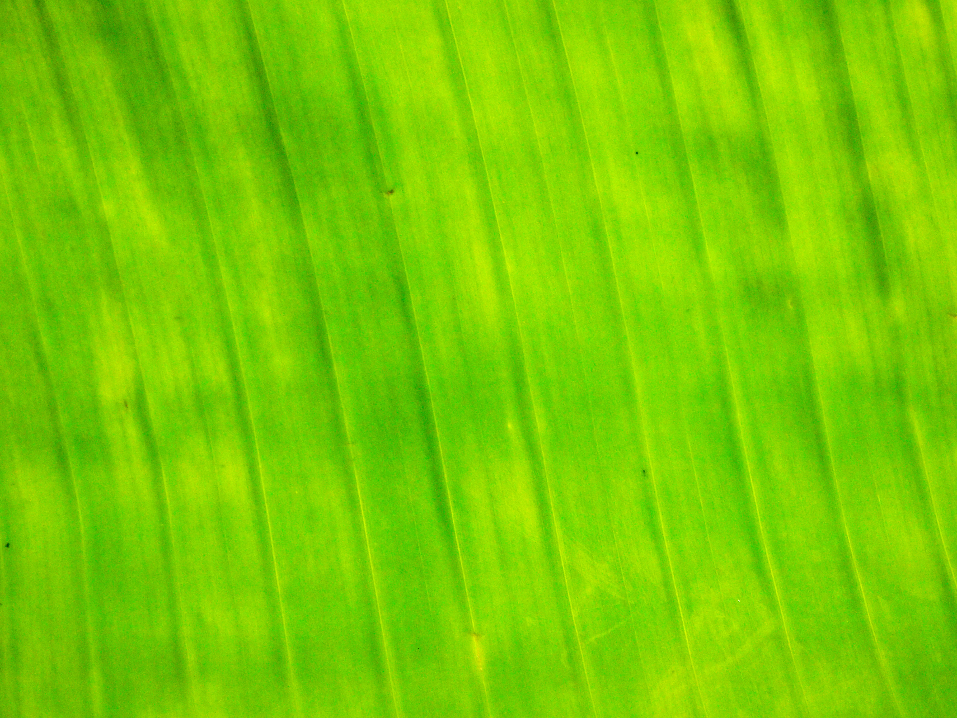 Banana leaf wallpapers and images   wallpapers pictures photos 4032x3024