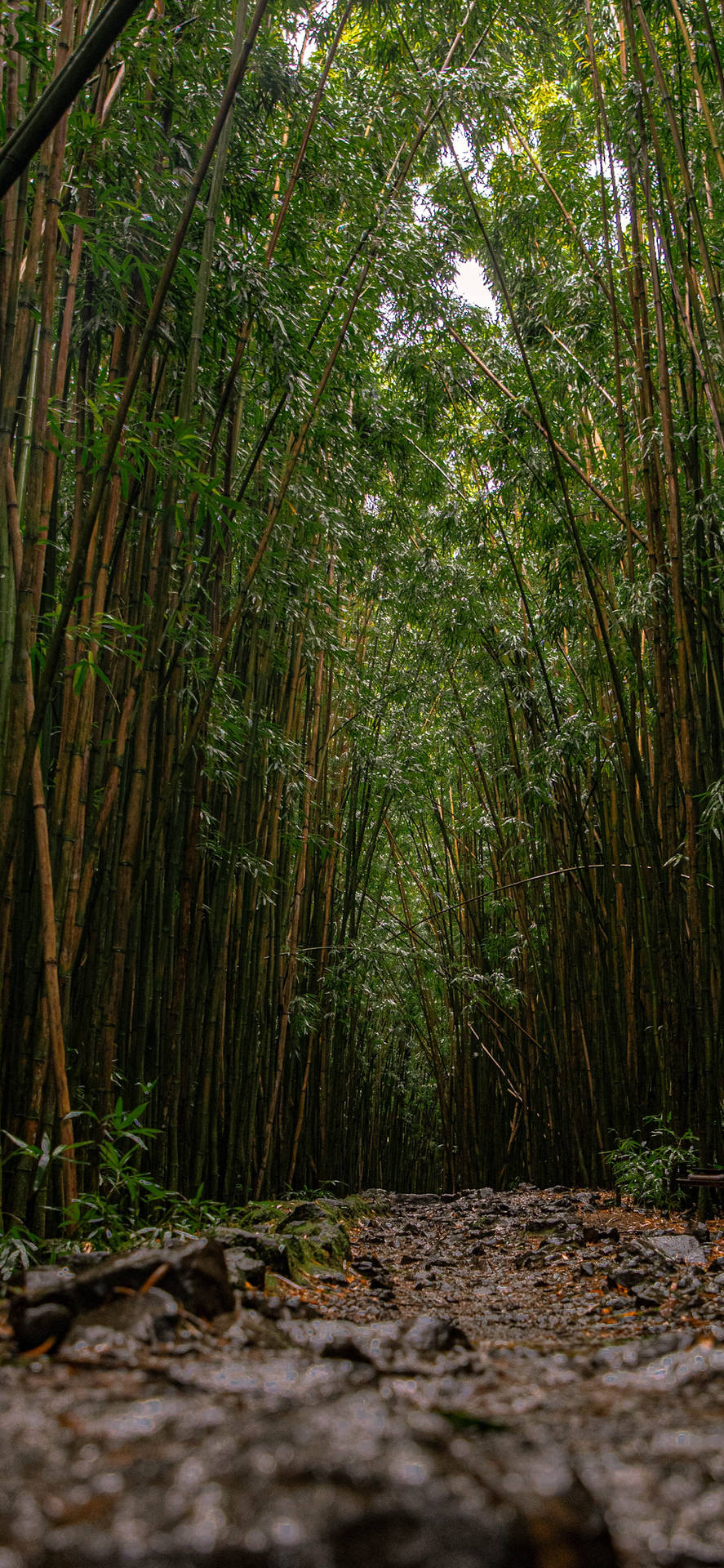 Top Bamboo Forest iPhone Wallpaper Full HD 4k To Use
