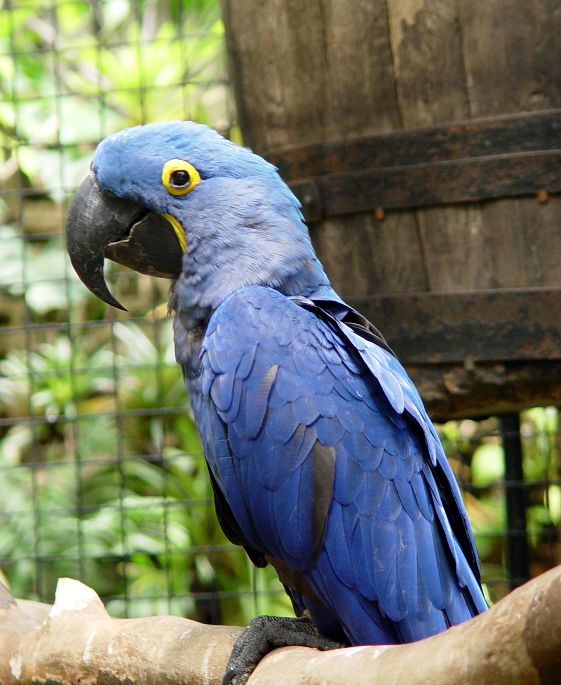 hyacinth macaw parrot 181jpg