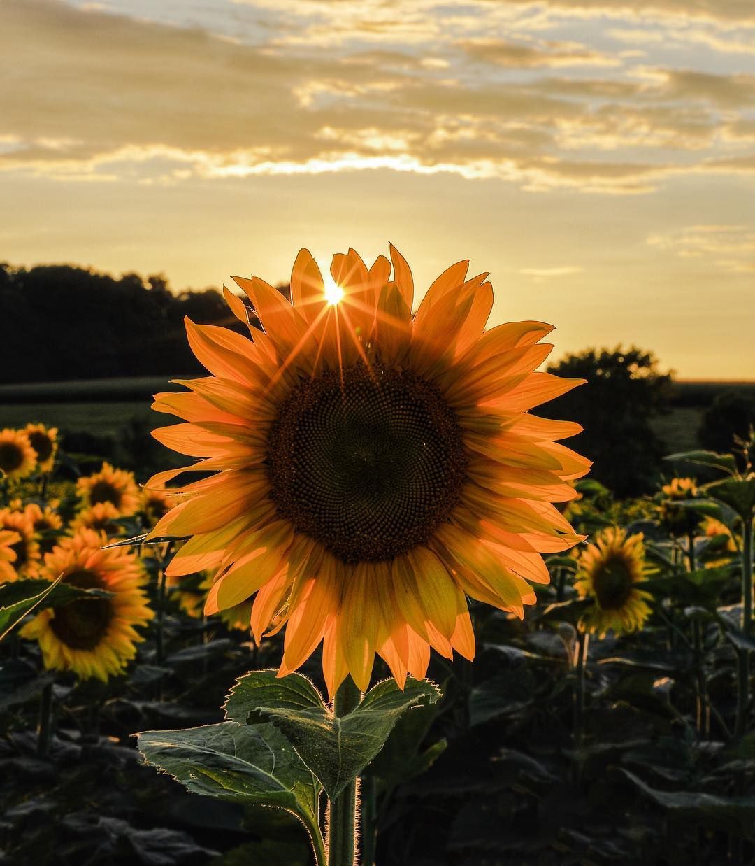 Desktop Background Sunflowers And Roses Wallpaper