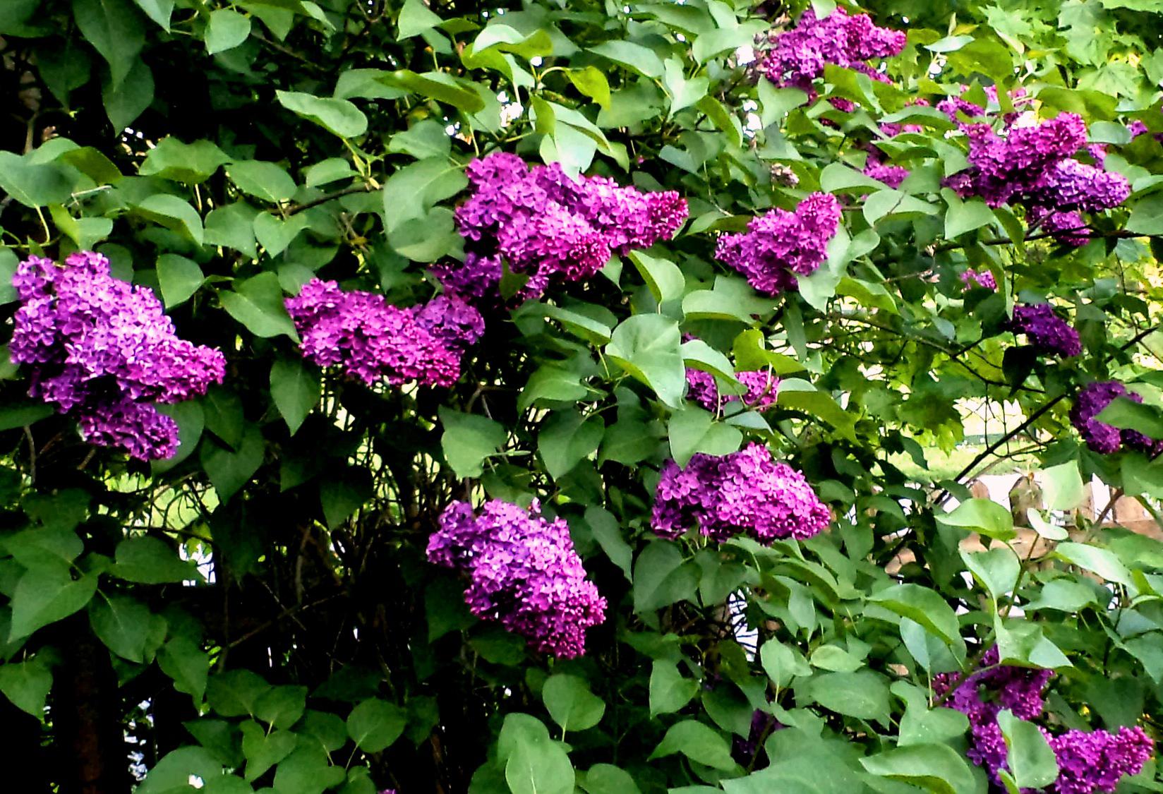 Spring Lilac Wallpaper HD