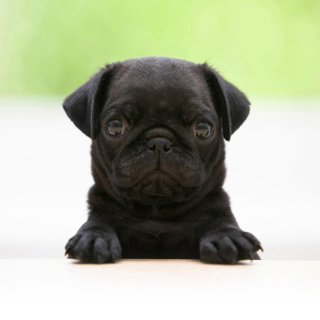 iPad Wallpaper Cute Pug Animal Mini