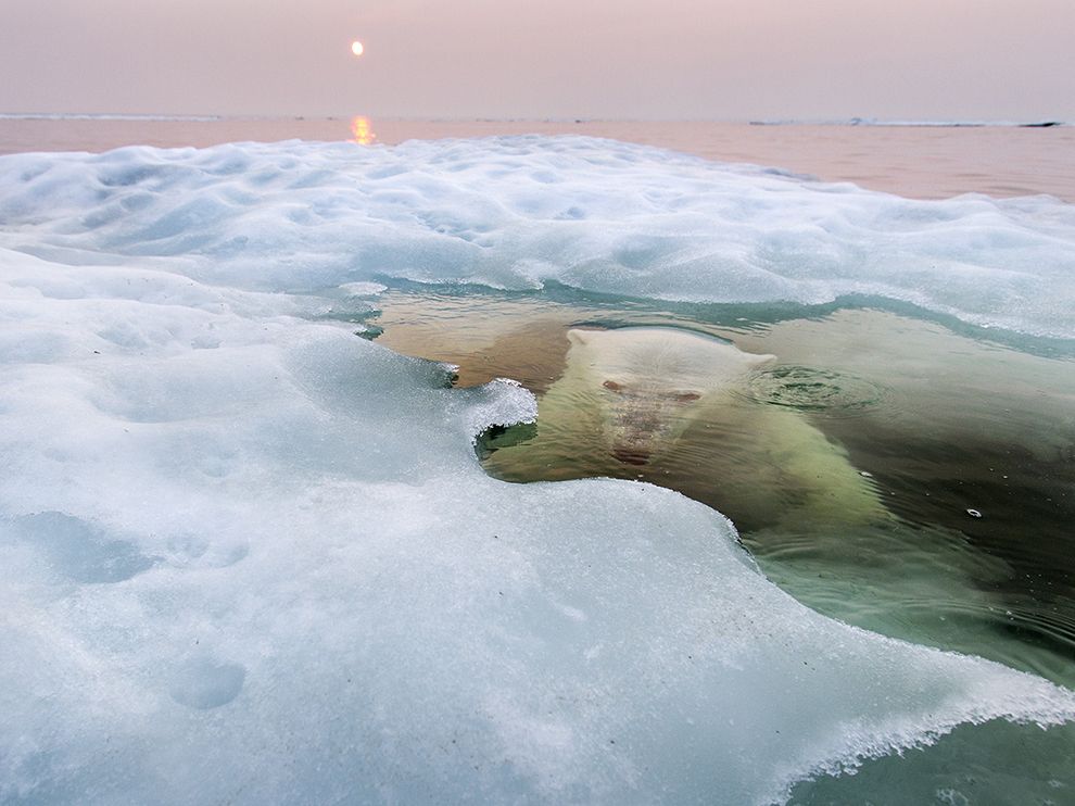 Picture Of A Polar Bear Peering Up Through The Melting Ice Hudson