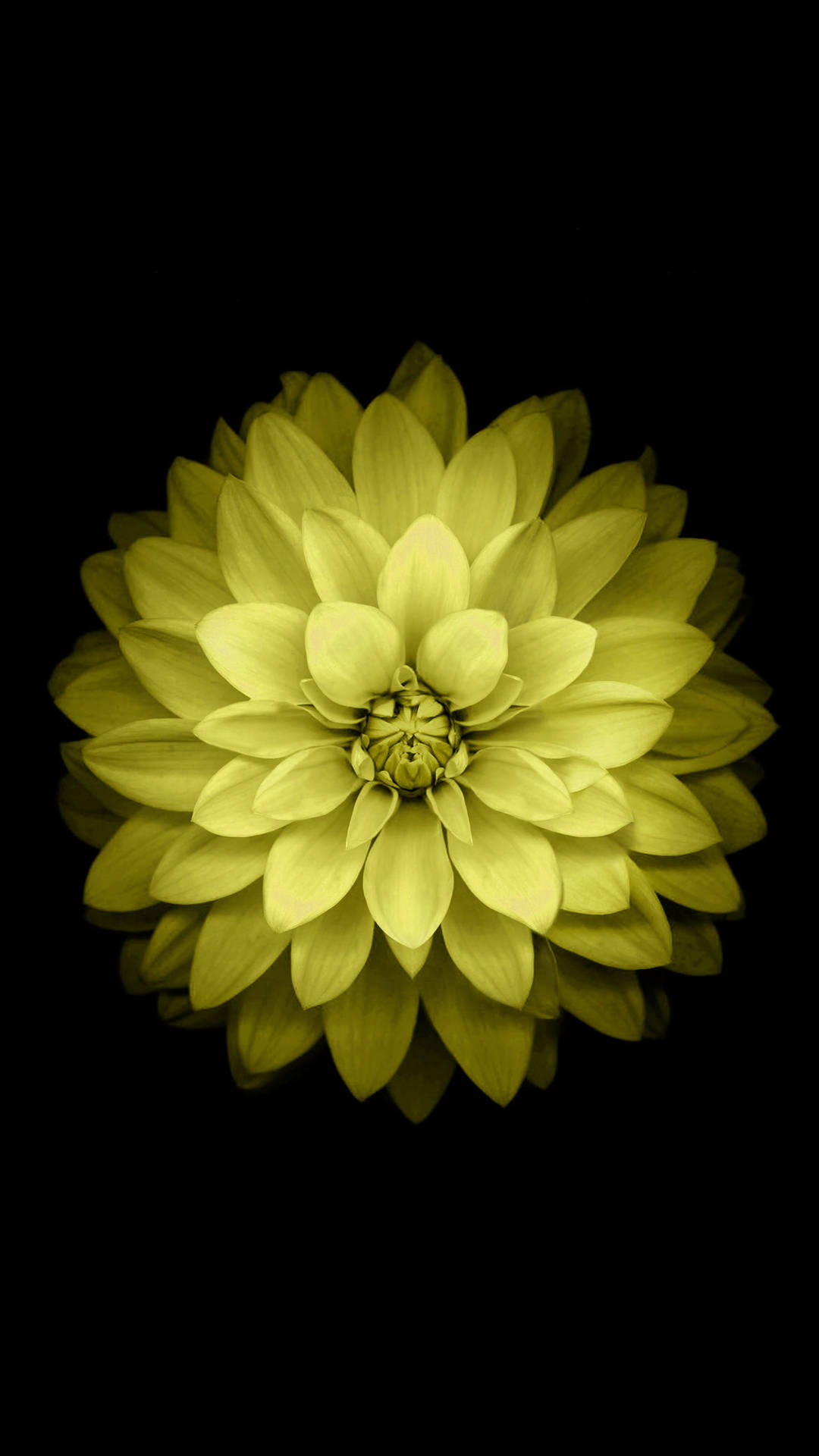 Flower Mobile Wallpaper