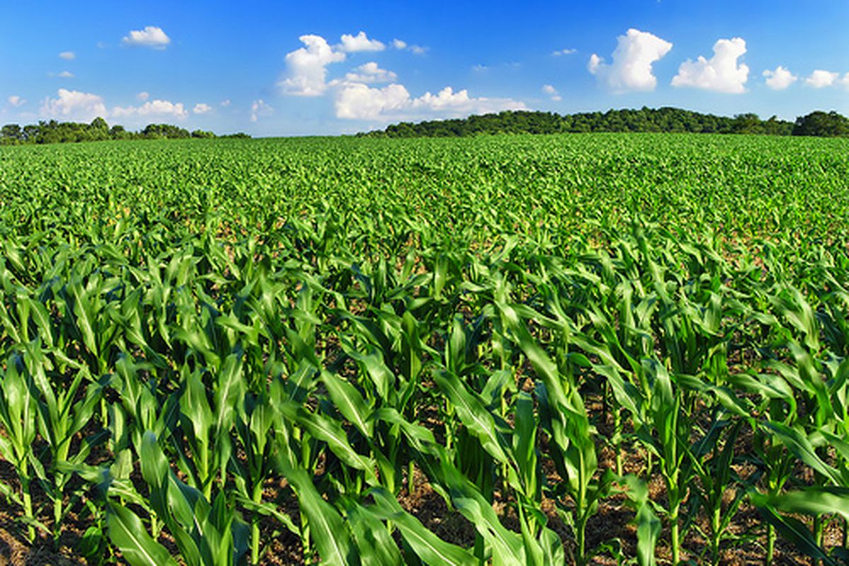Illinois Corn Field Wallpaper