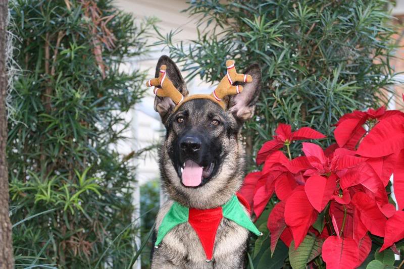 Christmas German Shepherd Pictures Dog Forums