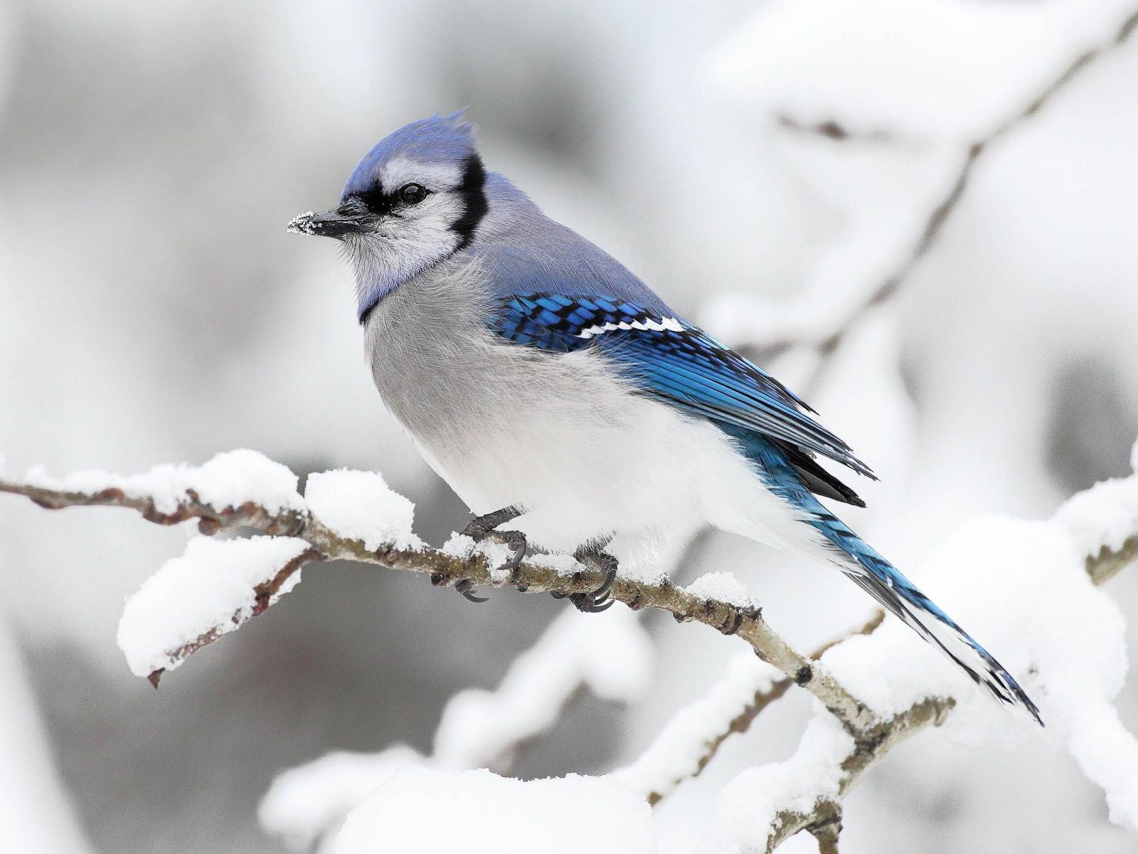 Bird Winter Animal Desktop Wallpaper Beautiful