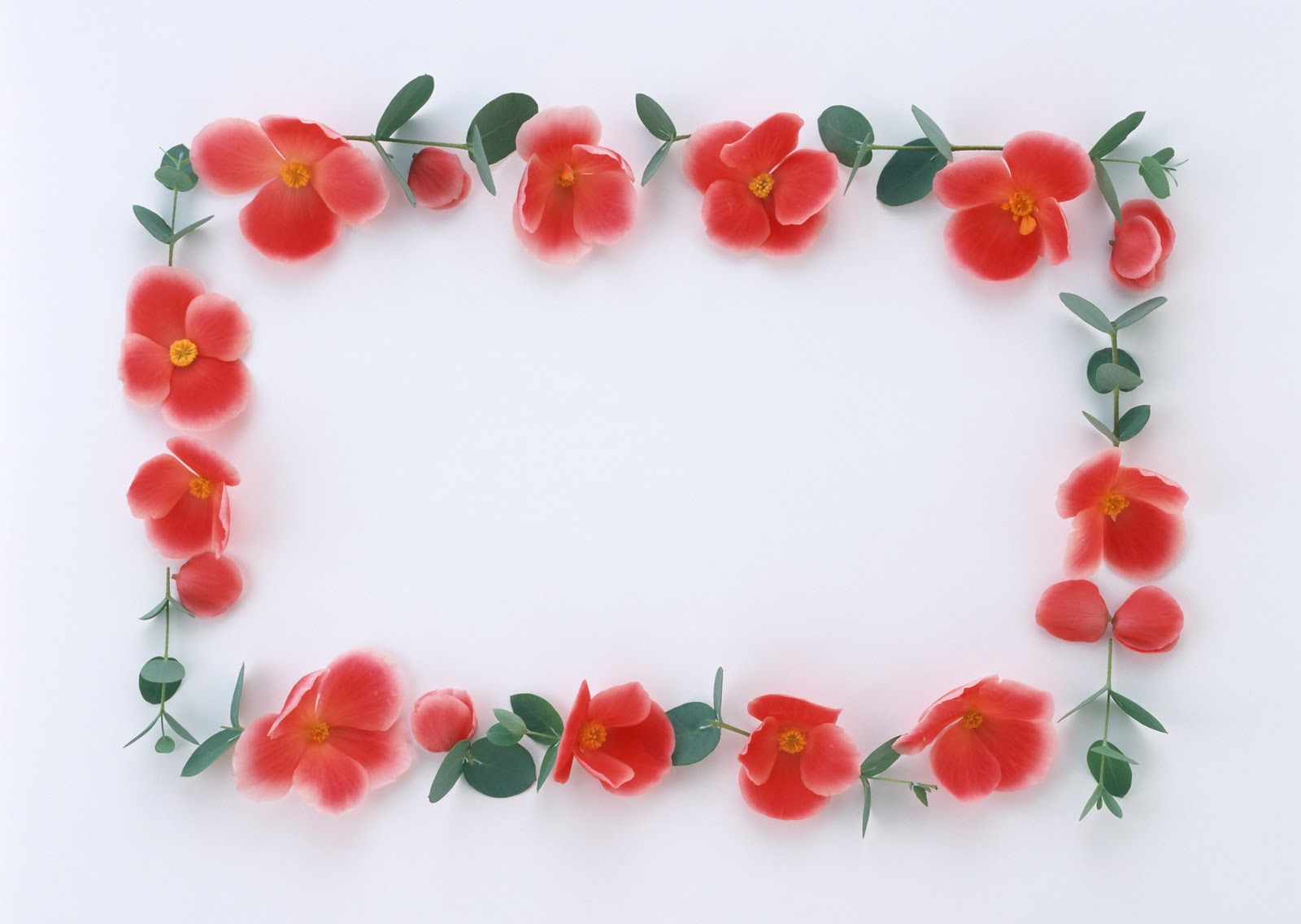 Beautiful Stylish Flowers Photo Frames Wallpaper