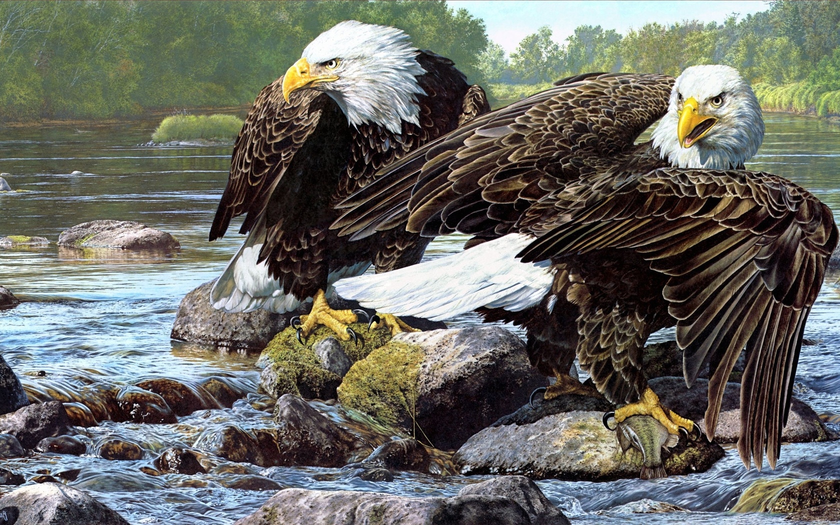 Bald eagles wallpaper 21244
