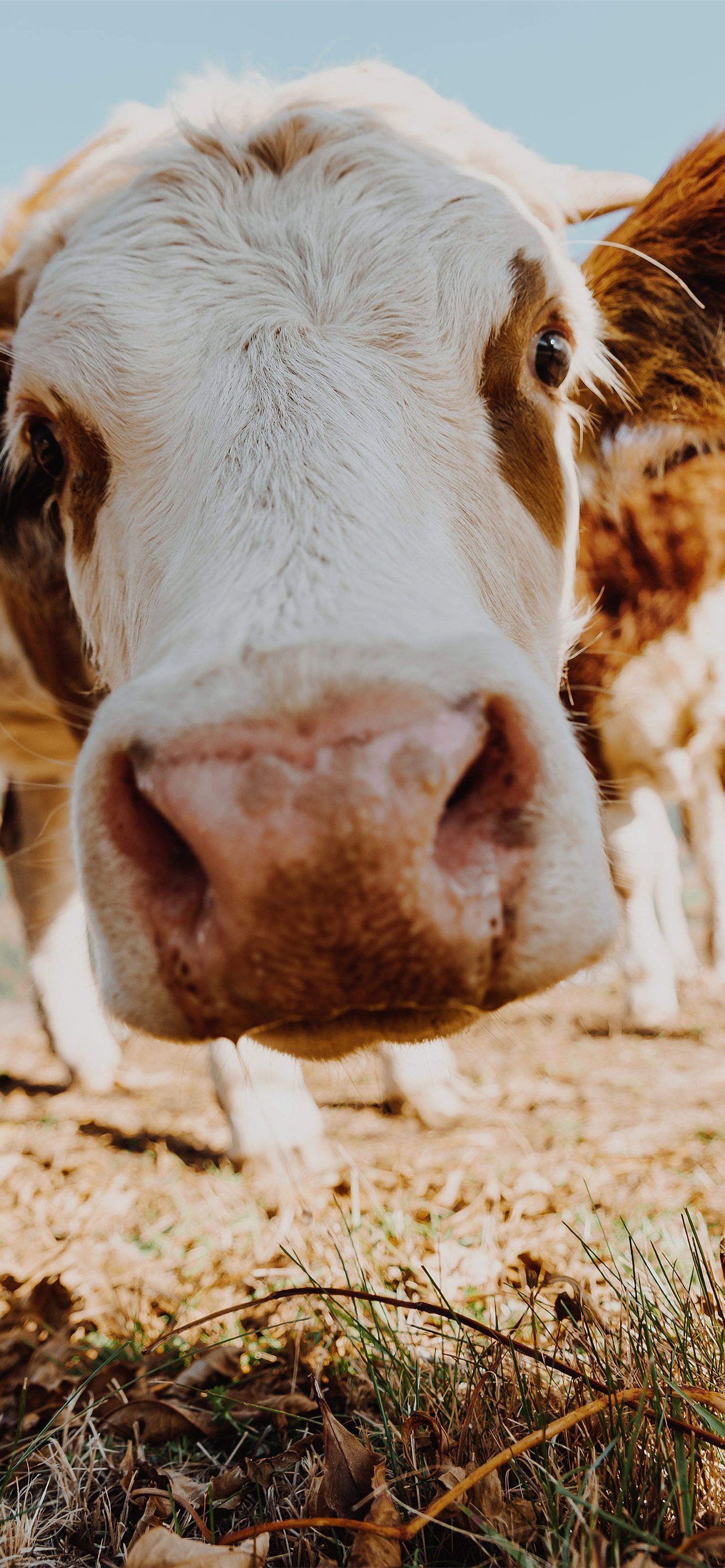 Best Cow iPhone HD Wallpaper