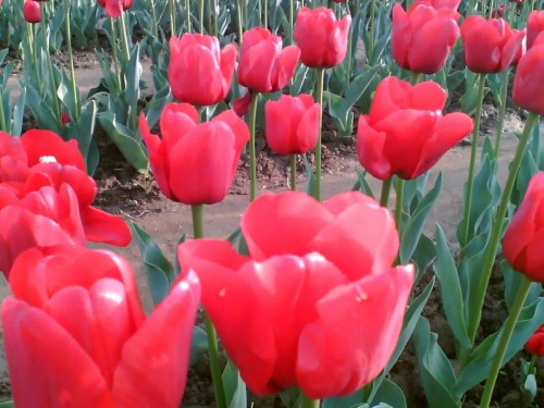 Tulips Field Screensaver Screensavers
