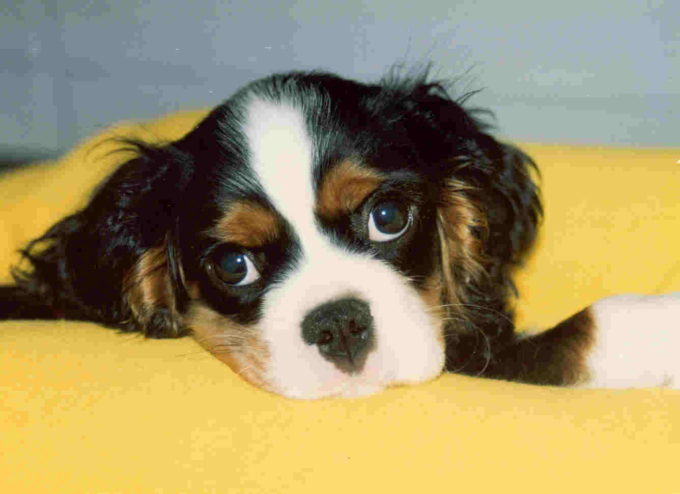 Cute Cavalier King Charles Spaniel Dog Photo And Wallpaper