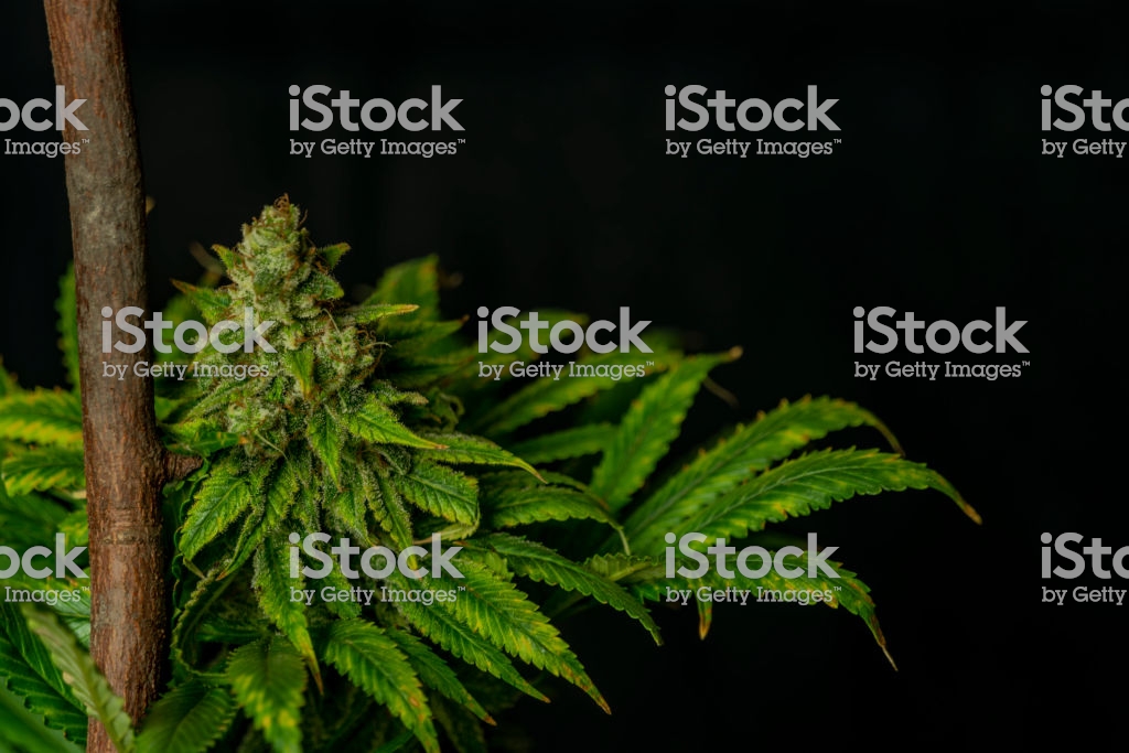Afghan Kush Special Of Marijuana Flower With Black Background And