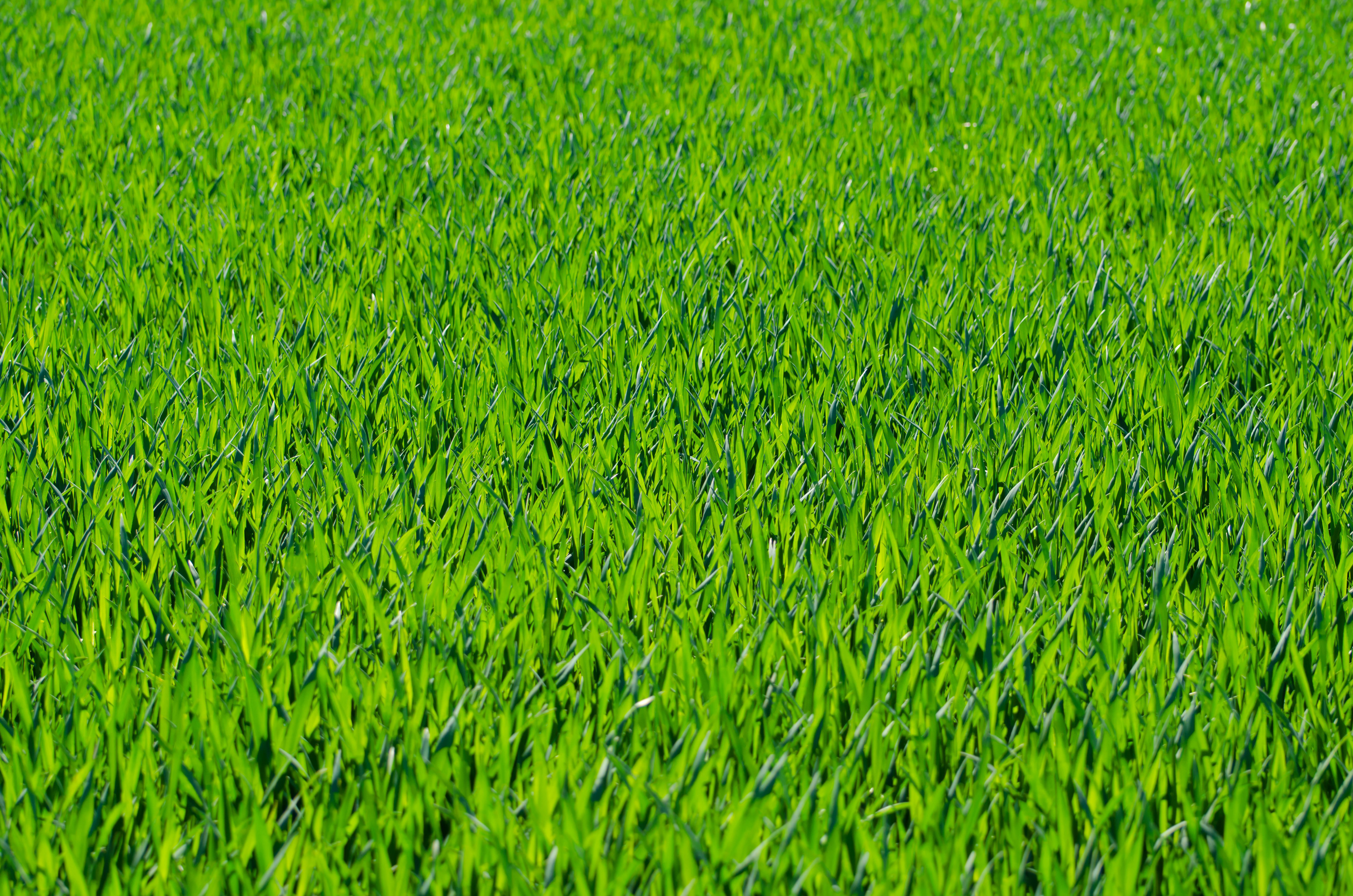 Seven Grass Textures Or Lawn Background Image