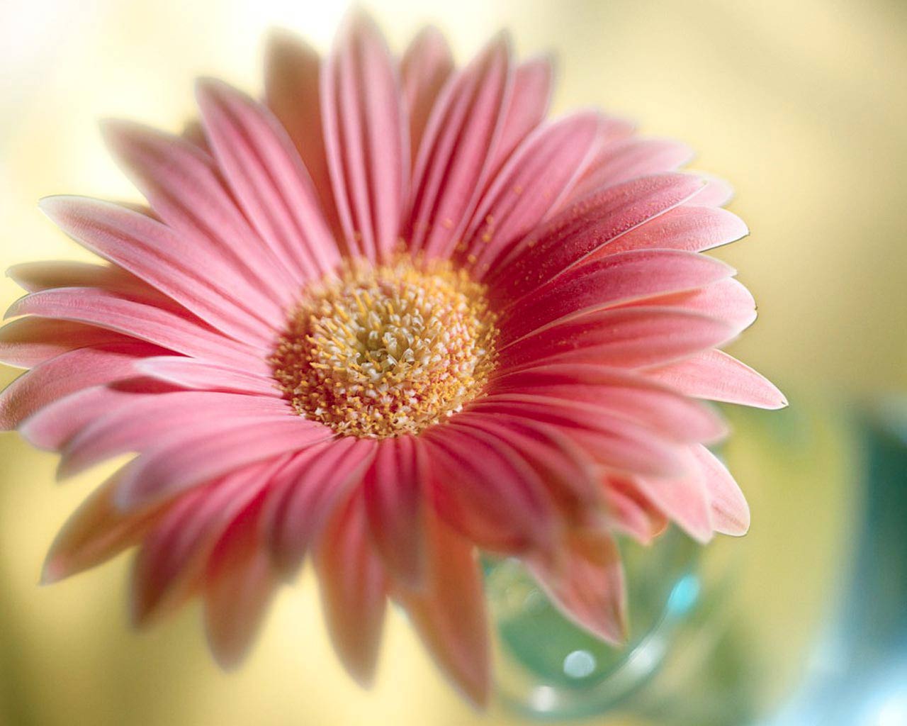 African Daisy Floral Art Is A Great Wallpaper For Your Puter