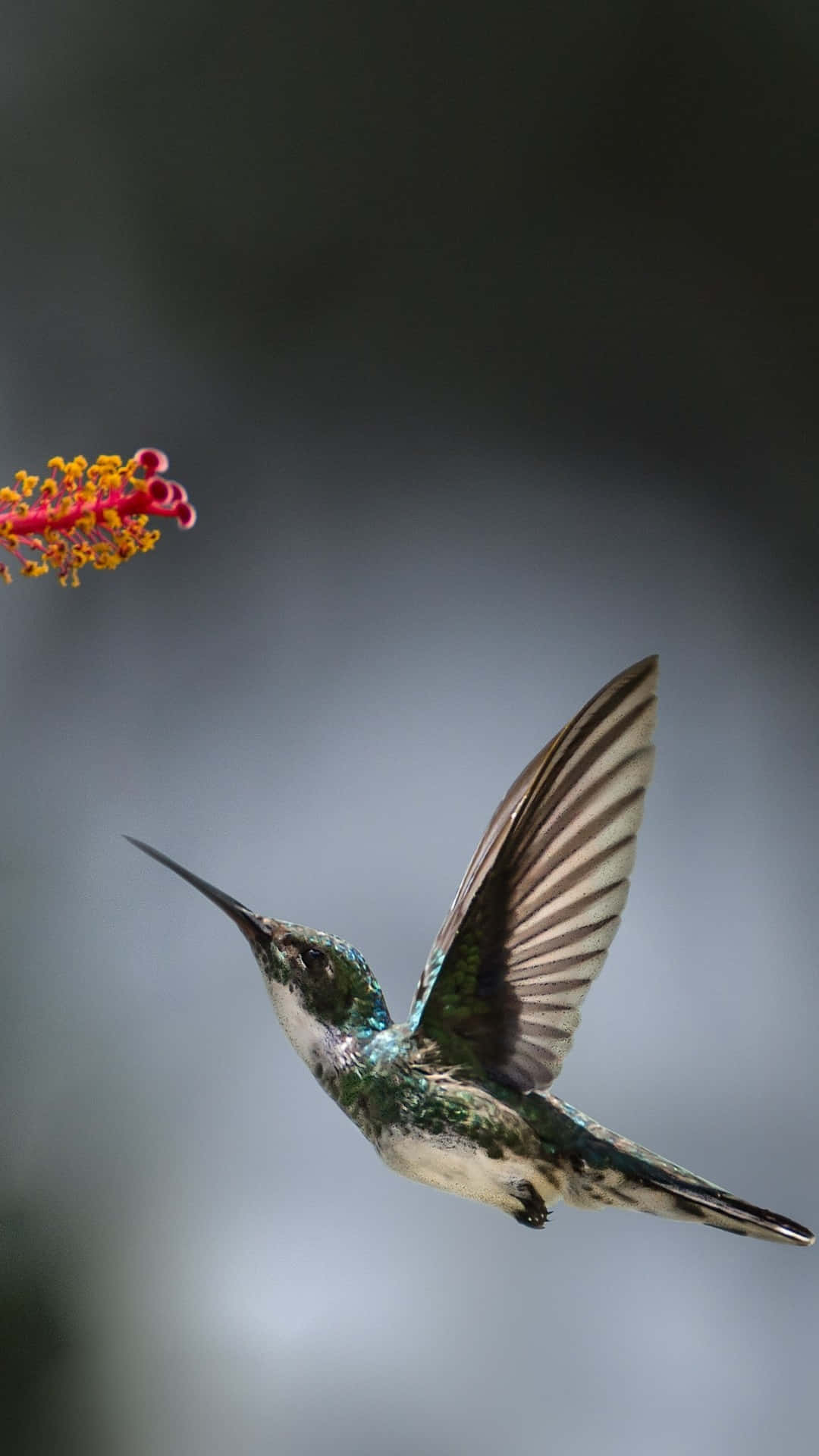 Bird iPhone Wallpaper
