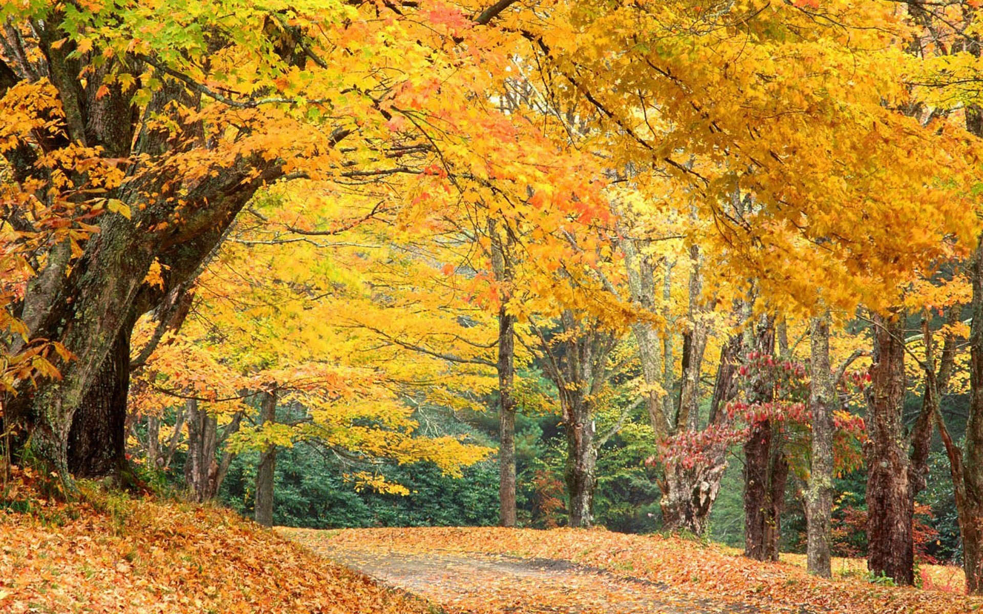 Autumn Scenes Wallpaper