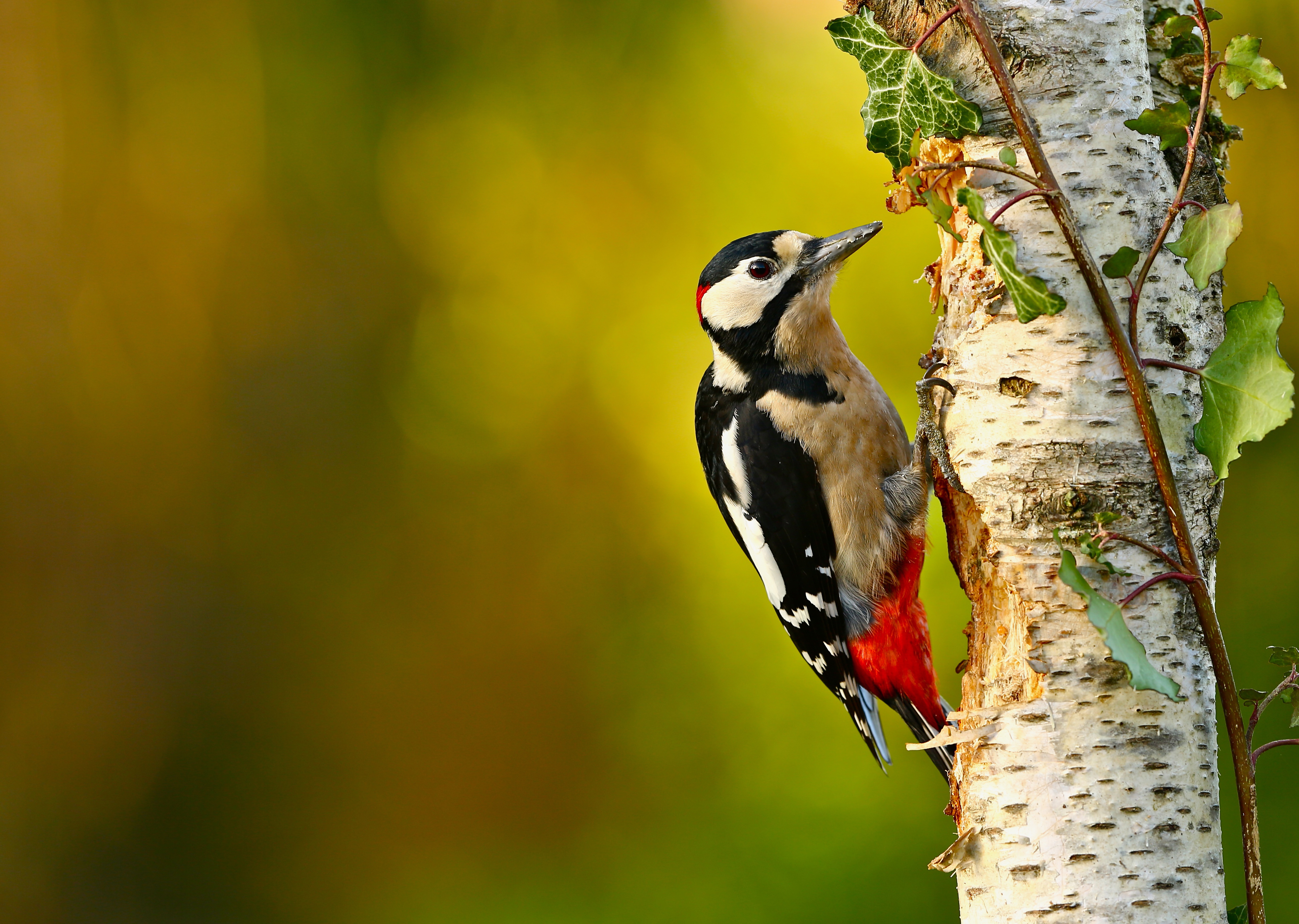 Great Spotted Woodpecker 4k Ultra HD Wallpaper Background Image