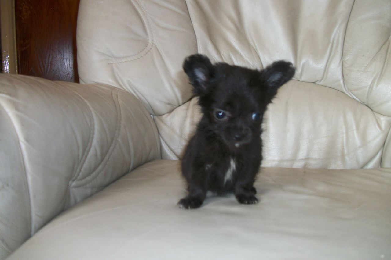 black and white toy chihuahua