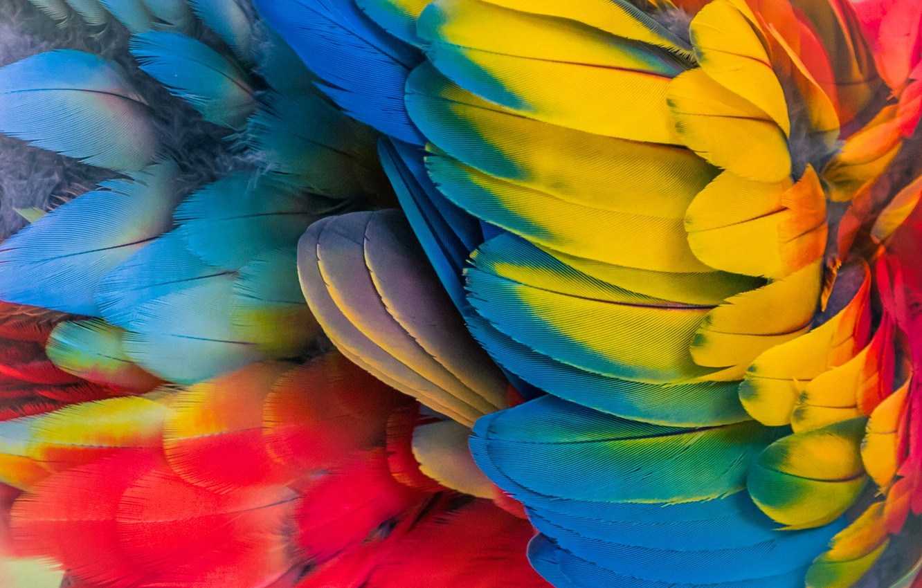 Wallpaper Feathers Parrot Colorful Image For Desktop Section