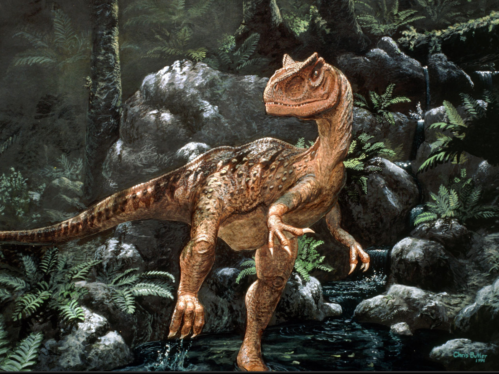 Animal Dinosaur Wallpaper