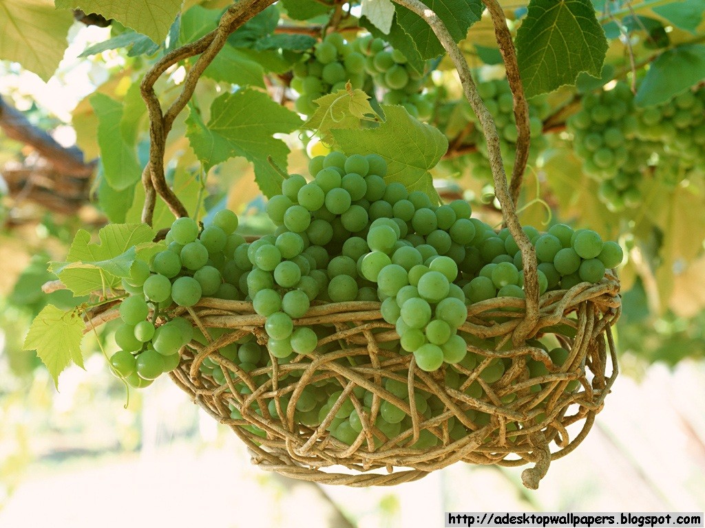 Green Grapes Wallpaper Hd For Mobile