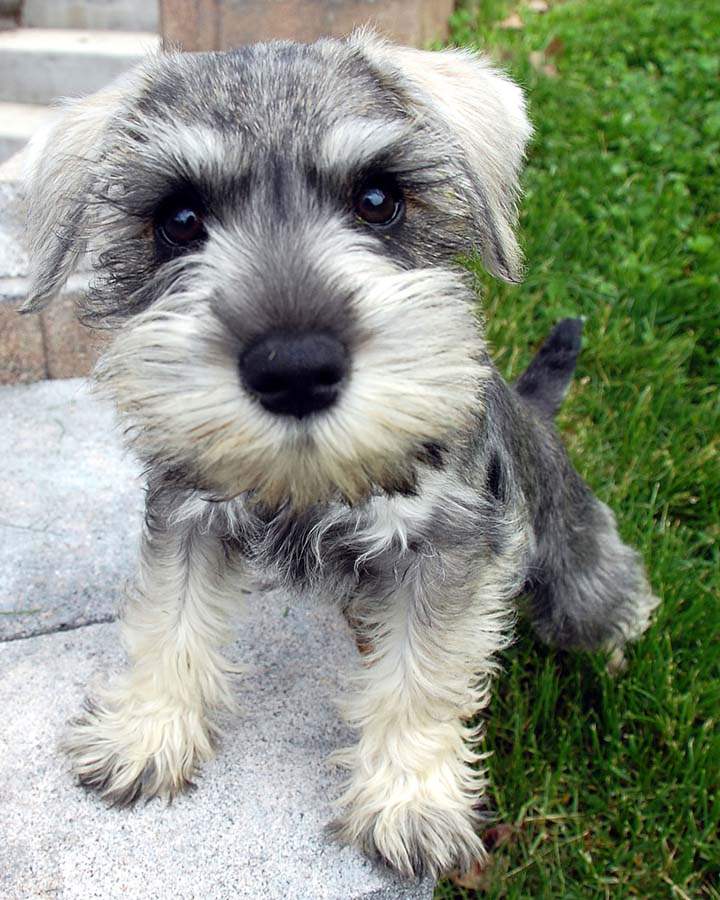 Very Cute Schnauzer Puppy Showing Curious Face Puppies Wallpaper