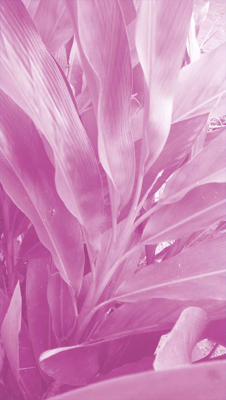 iPhone Pink Aesthetic Wallpaper