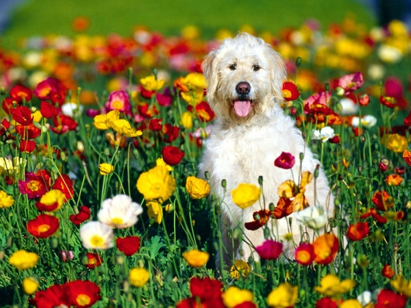 Free download dogs in flowers photo and wallpaper Beautiful Samoyed dogs in flowers [1000x800