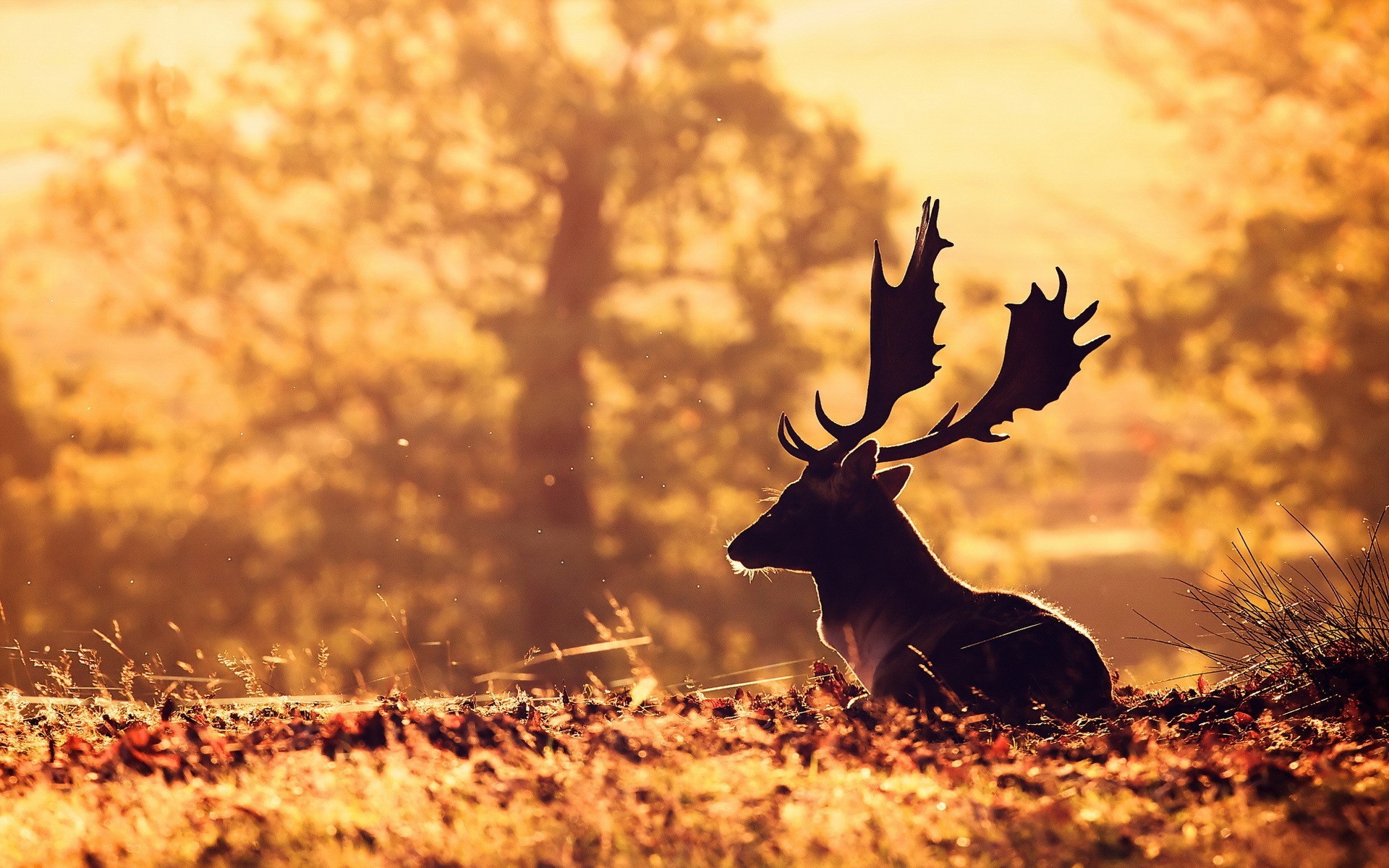 Deer HD Animals 4k Wallpaper Image Photos And Picture