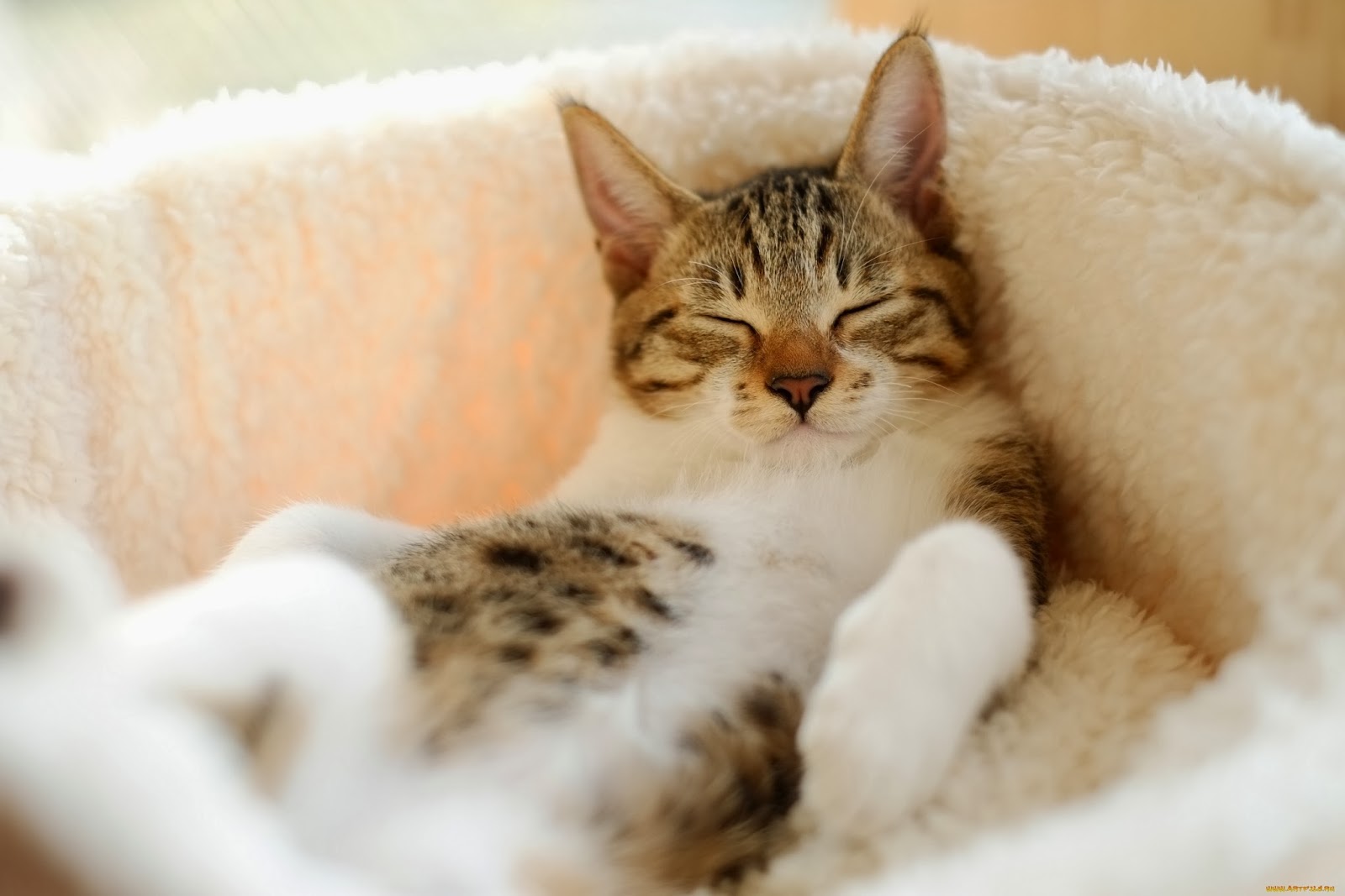 Cute Cats Sleeping Cat Wallpaper