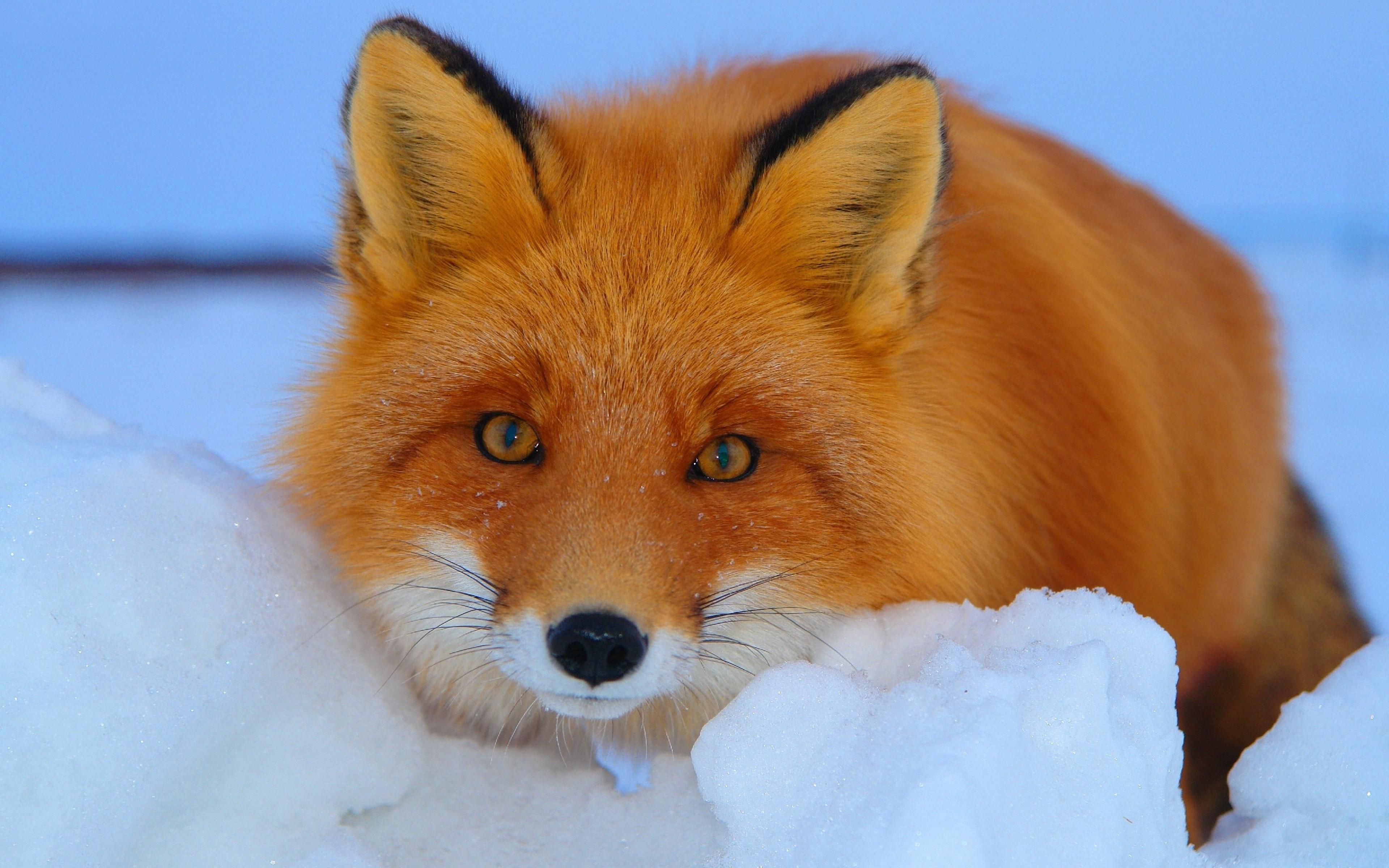 Animal Fur Wallpaper On