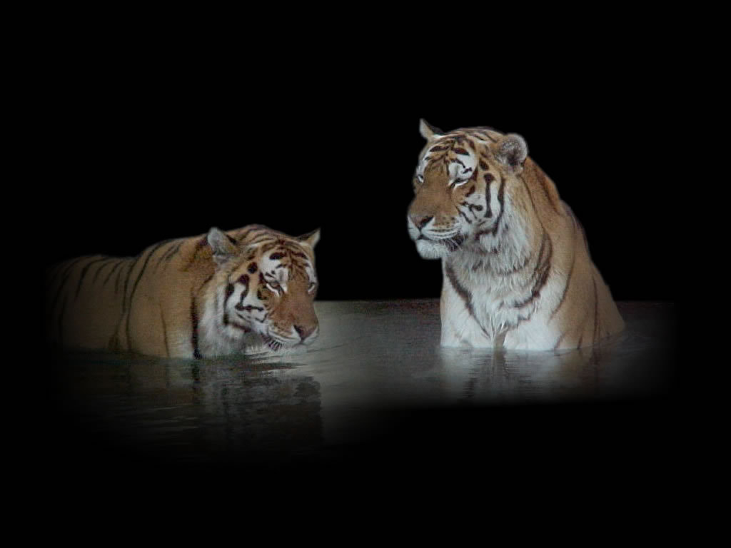 Tigers Wallpaper Desktop Background