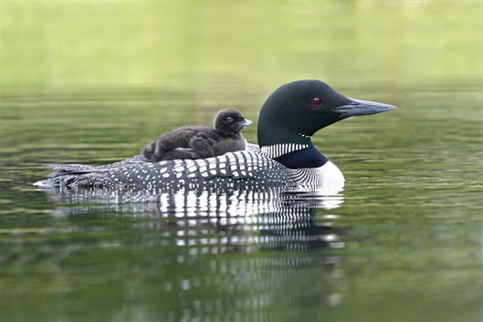 Throated Loon Wallpaper