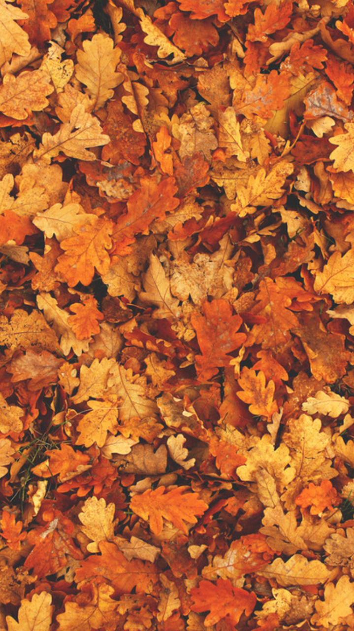 Autumn leaves seamless pattern wallpaper Vector Image