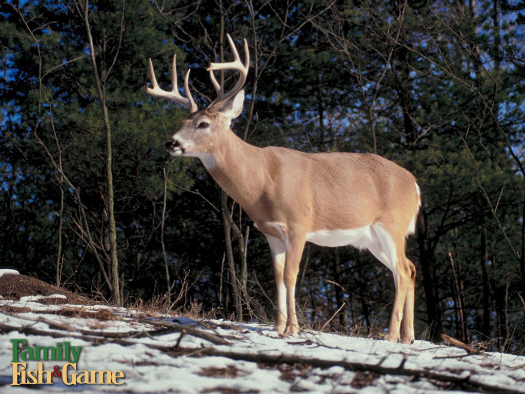 Heloday Whitetail Deer Hunting HD Wallpaper Top Html
