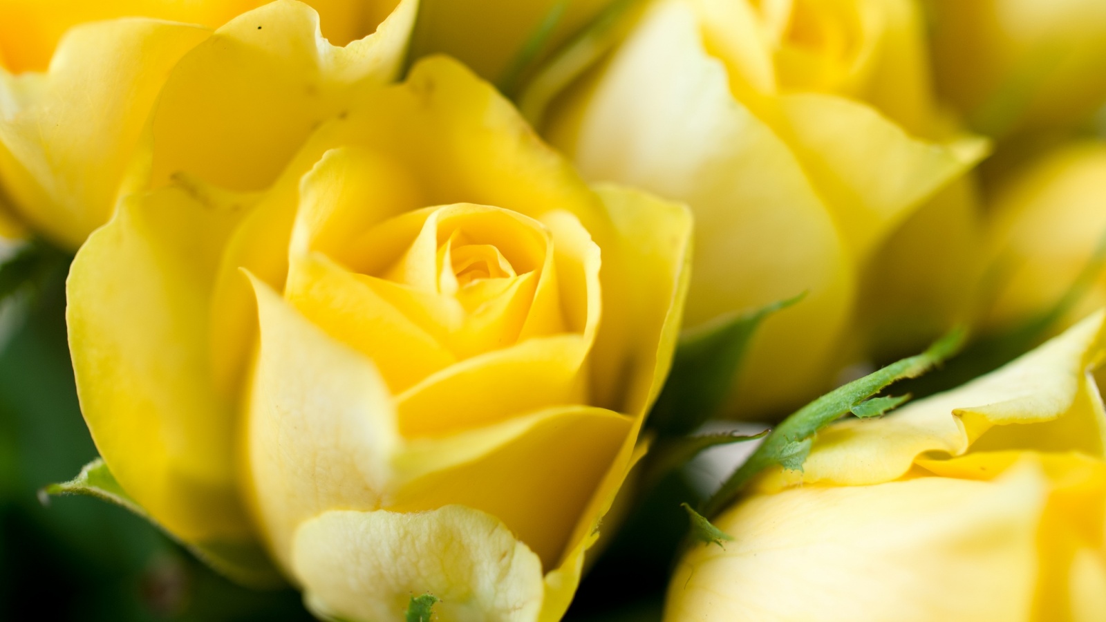 Yellow Roses Background Wallpaper