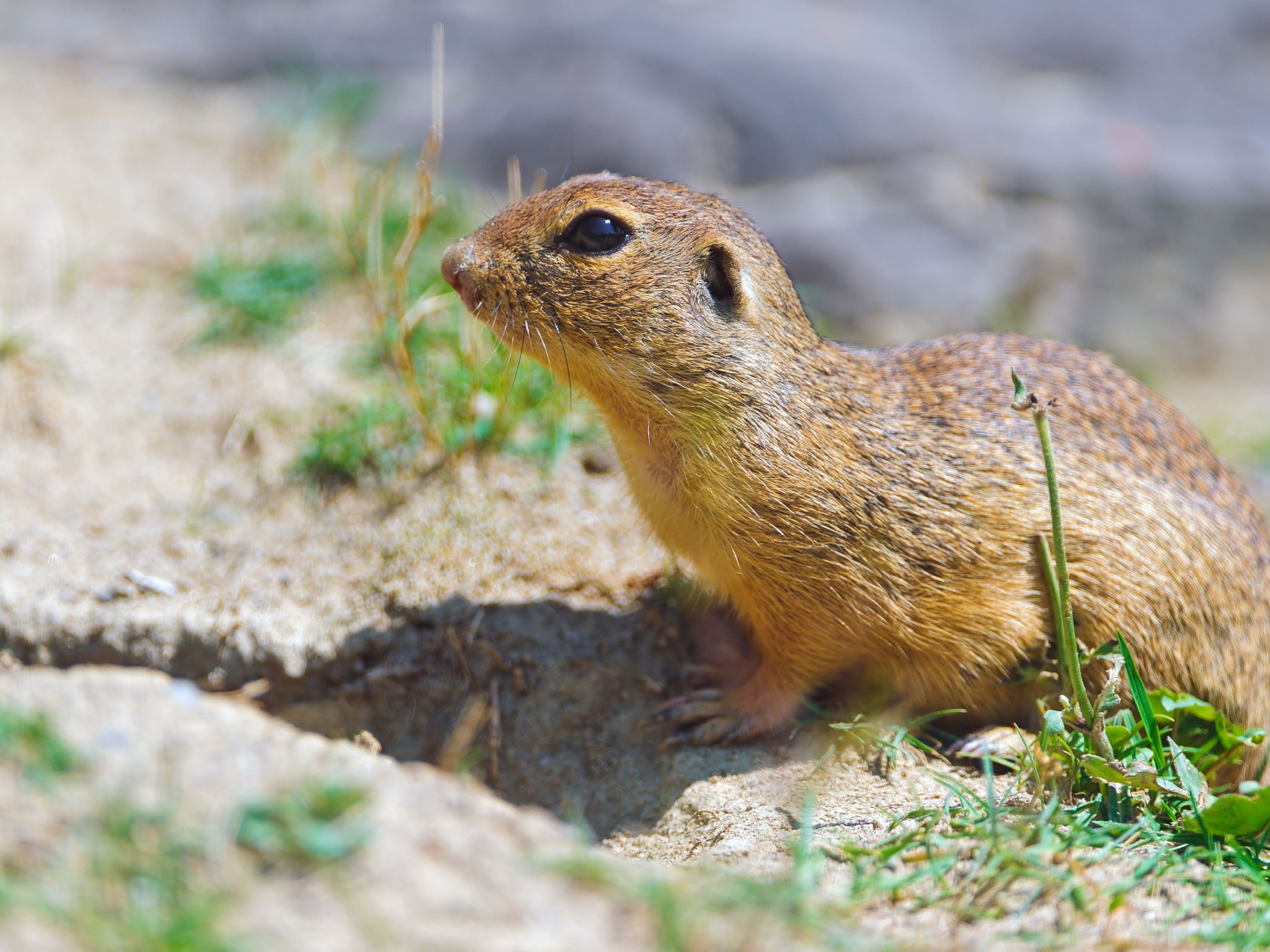 Gopher Animal Wallpaper Animals